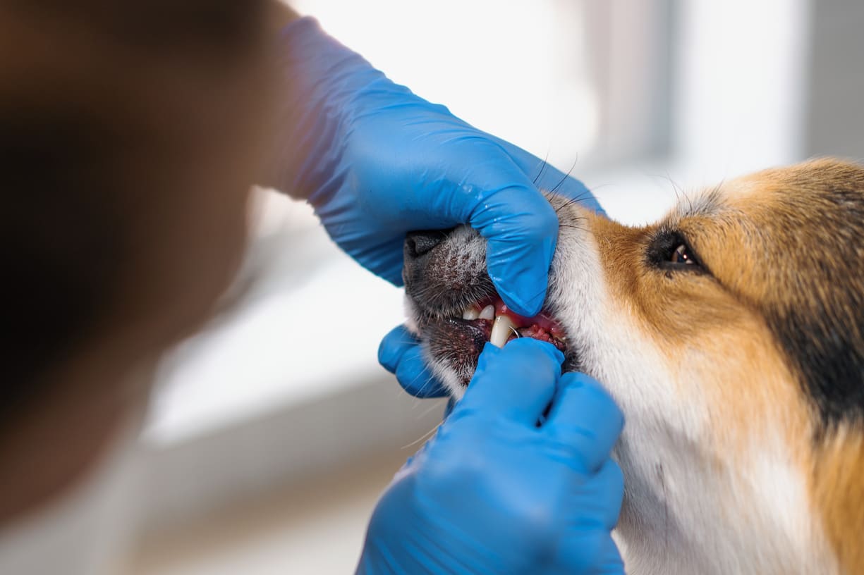 Dog Bites #1