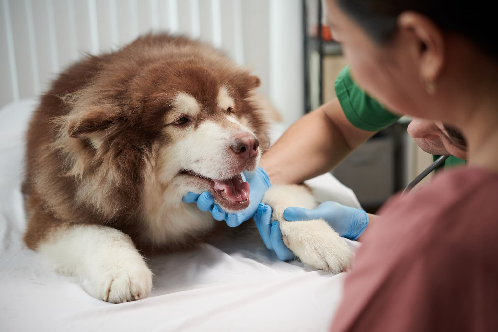 Dog Bites #2