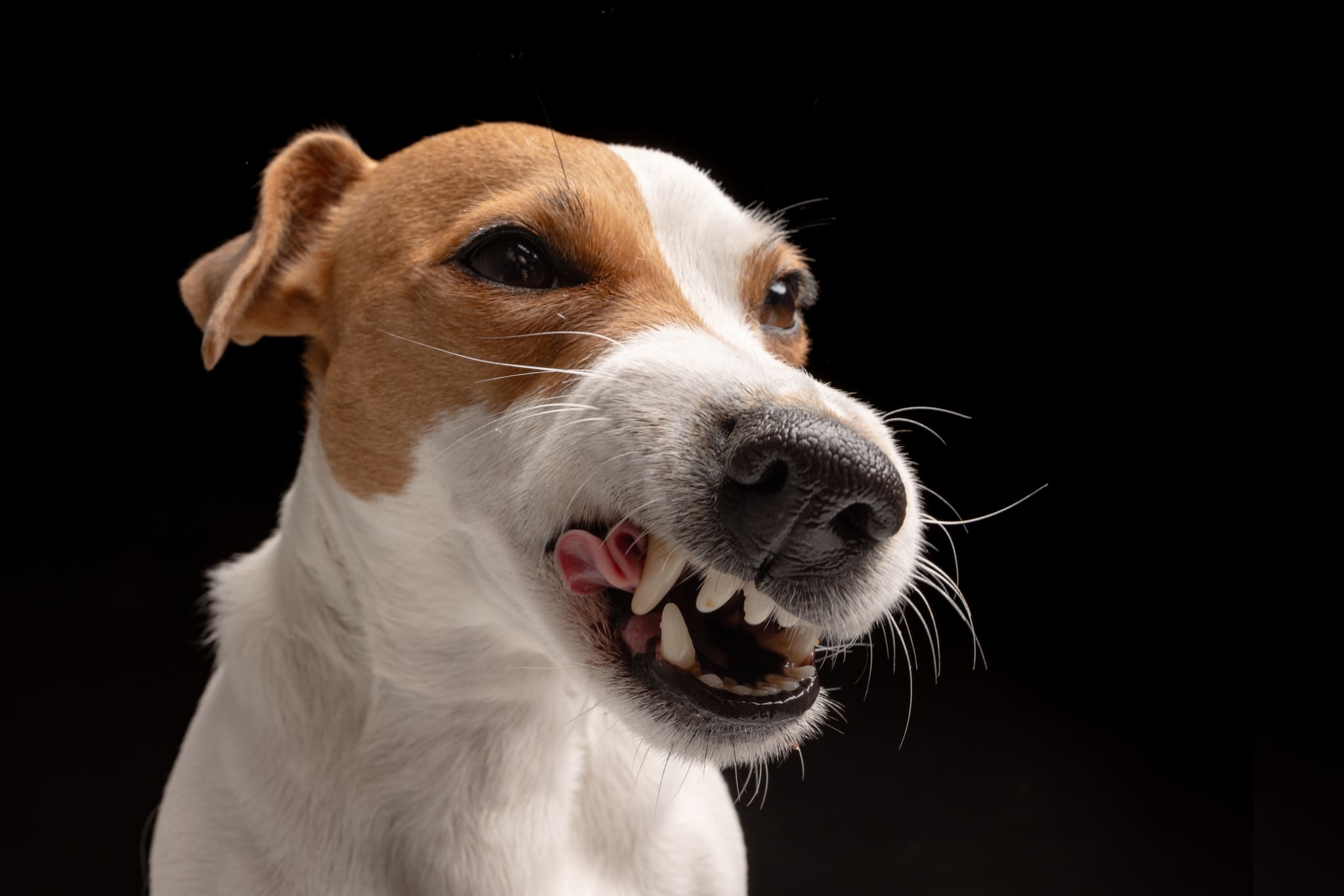 Dog Bites #3