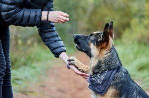 Dog bite injuries